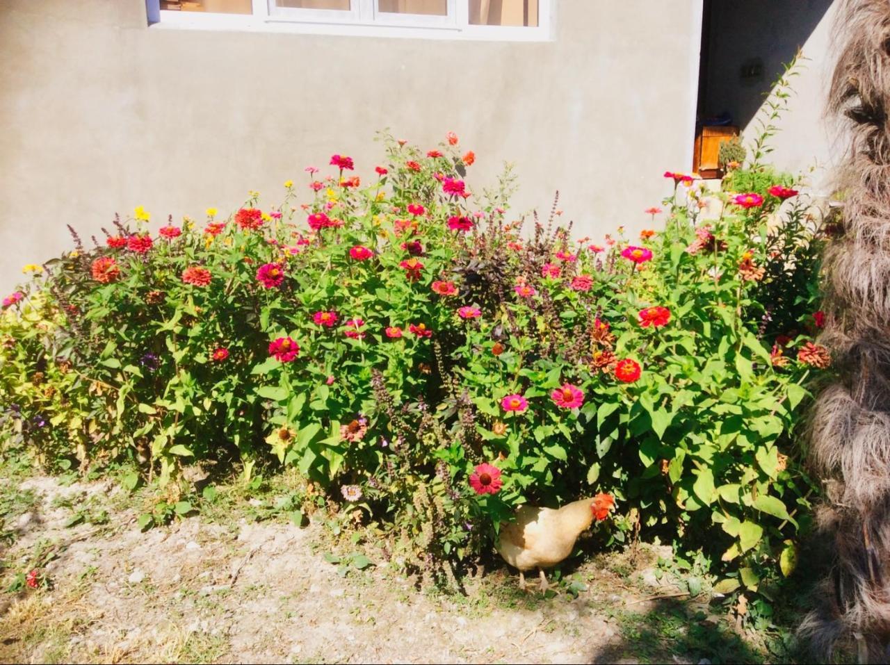 House On Ashiq Cuma Street 8 Sheki Exterior foto